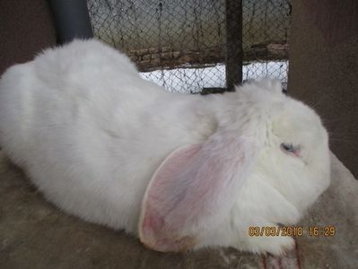 Fem Berbec German  Alb cu ochi albastri - X ARHIVA IEPURI CE AM AVUT