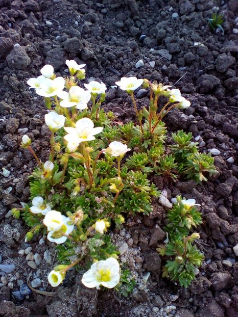  - curtea cu toate cele 2018