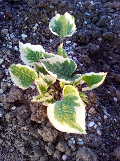  - curtea cu toate cele 2018