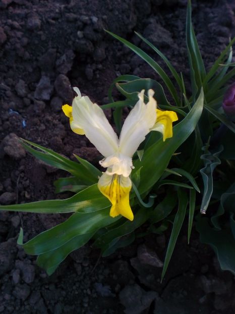  - curtea cu toate cele 2018