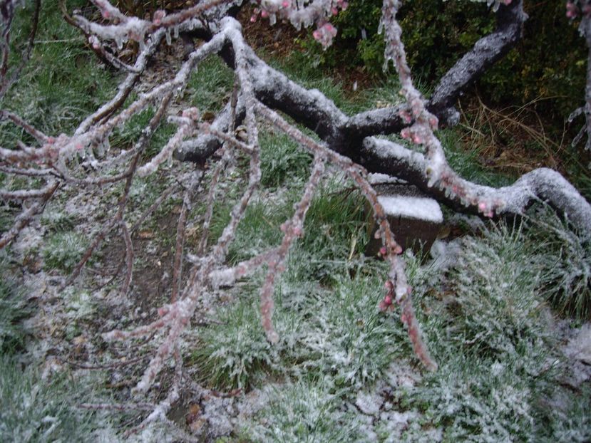 IMGP1428 - Primavara - 2018