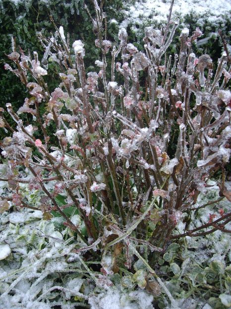 IMGP1429 - Primavara - 2018