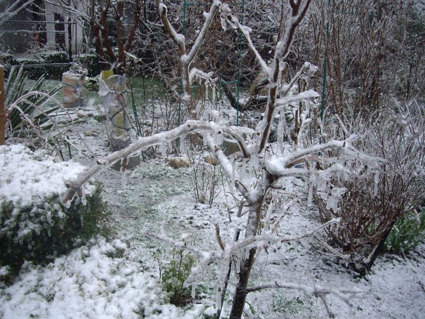 IMGP1430 - Primavara - 2018