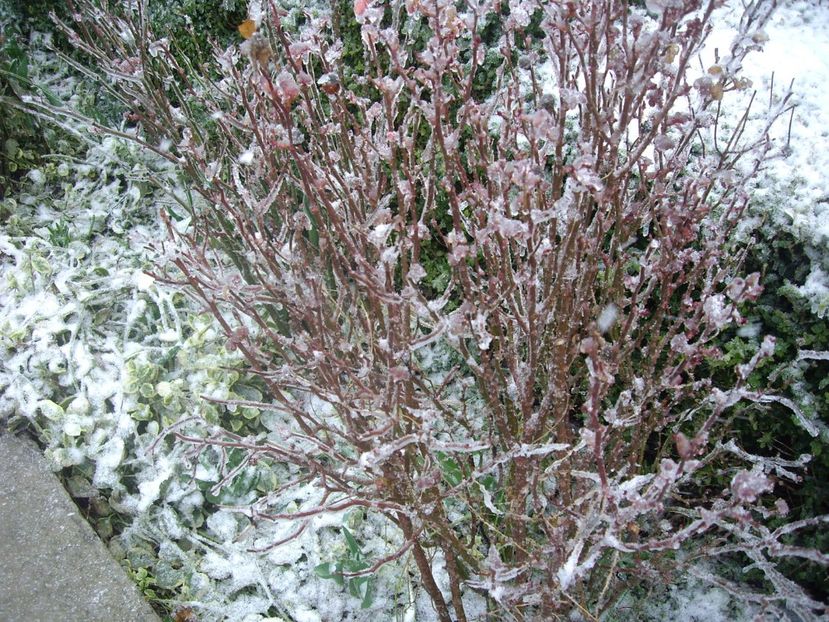 IMGP1431 - Primavara - 2018