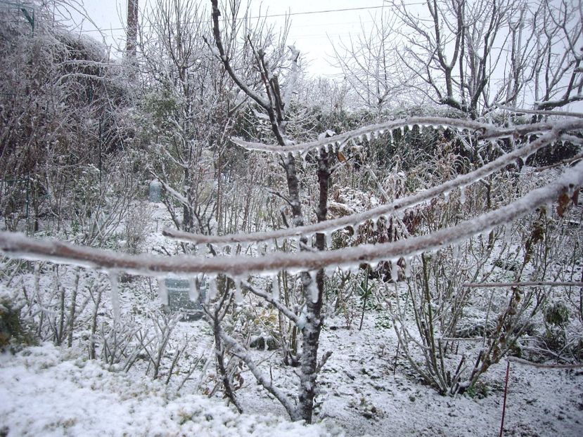 IMGP1432 - Primavara - 2018