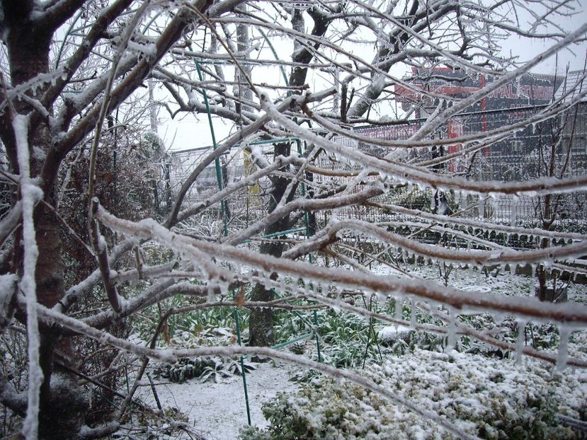 IMGP1433 - Primavara - 2018