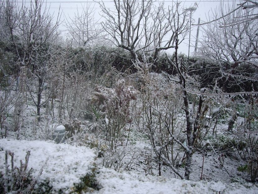 IMGP1434 - Primavara - 2018