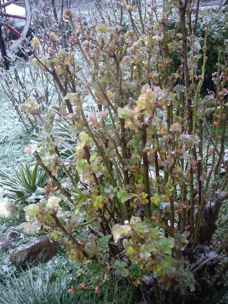 IMGP1436 - Primavara - 2018