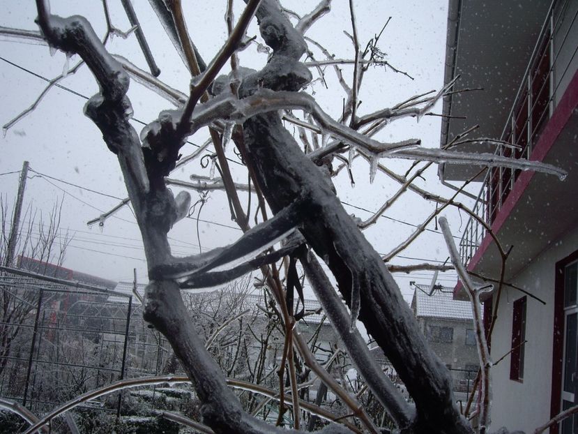 IMGP1438 - Primavara - 2018