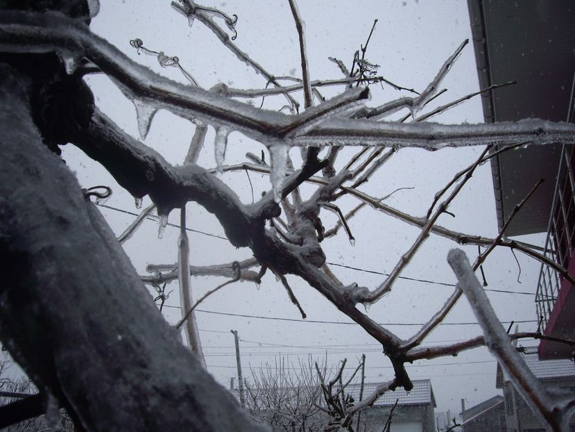 IMGP1439 - Primavara - 2018