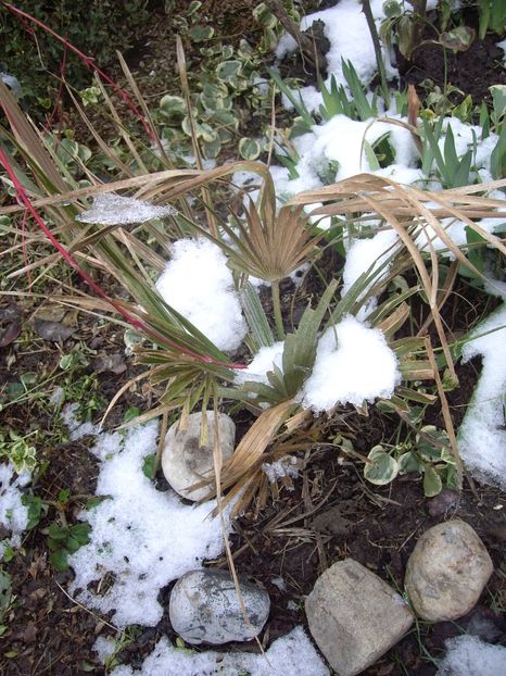 IMGP1441 - Primavara - 2018