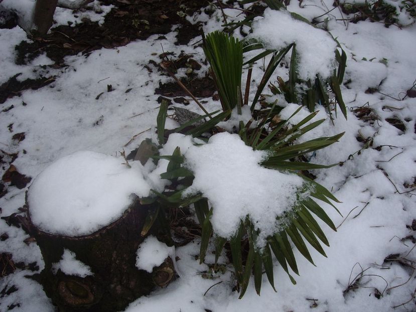 IMGP1443 - Primavara - 2018