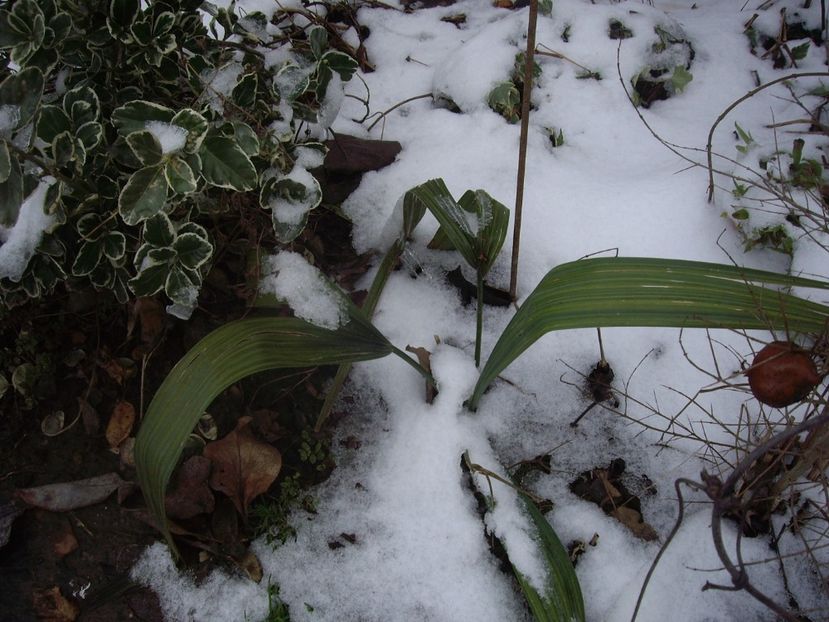 IMGP1445 - Primavara - 2018