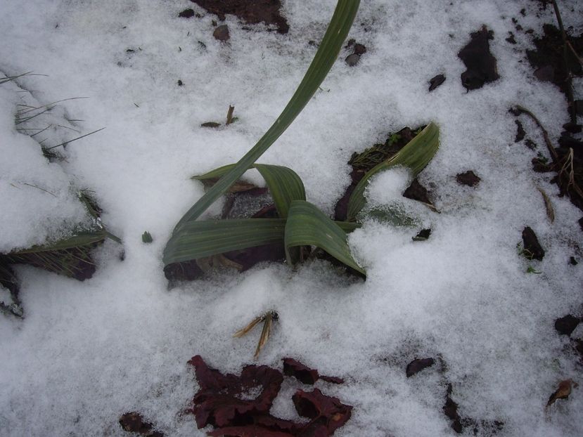 IMGP1447 - Primavara - 2018