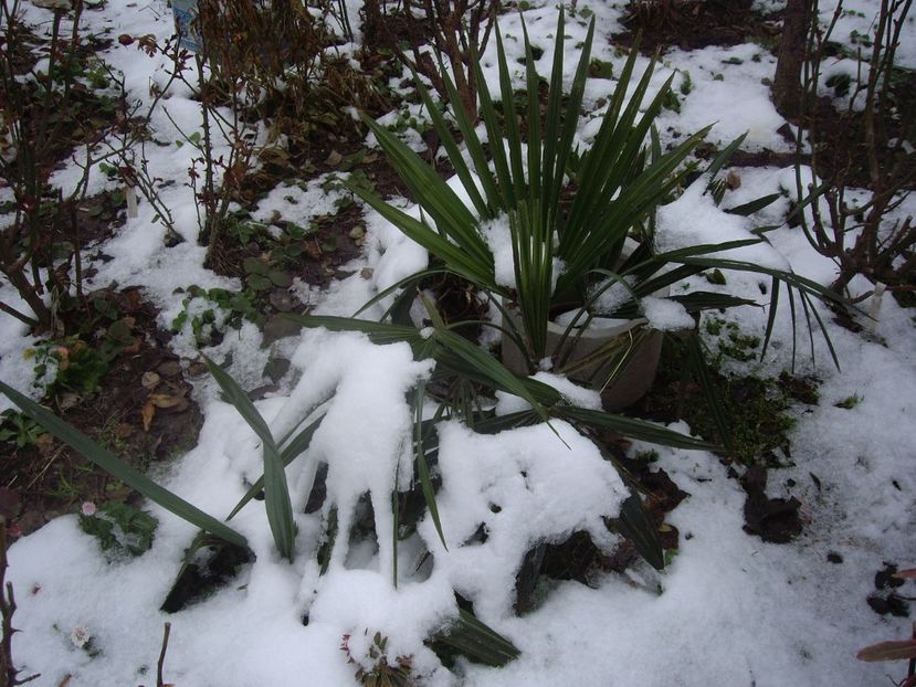 IMGP1448 - Primavara - 2018