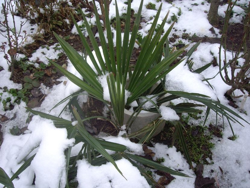 IMGP1450 - Primavara - 2018