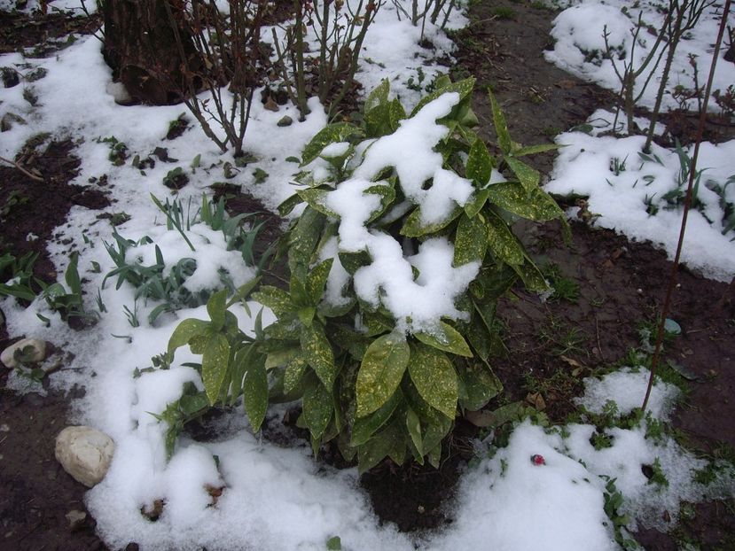 IMGP1451 - Primavara - 2018