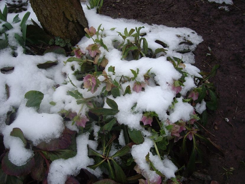 IMGP1452 - Primavara - 2018