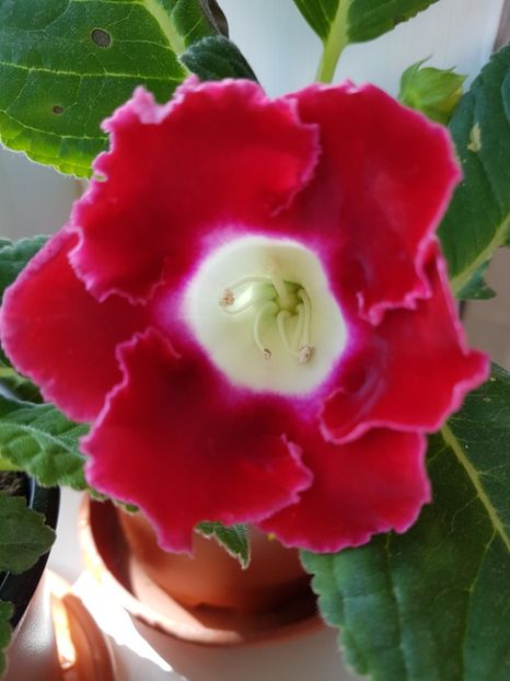 80 - gloxinia 2018