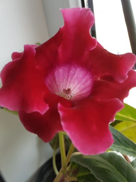  - gloxinia 2018
