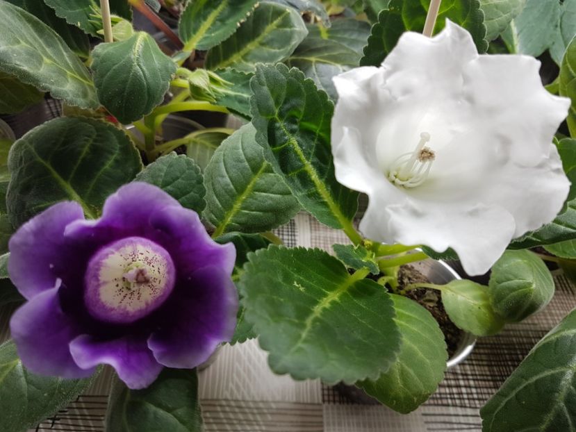 19-2; 19 -3 - gloxinia 2018
