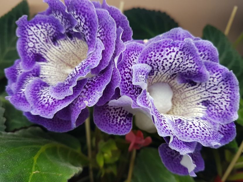 Koketka blue - gloxinia 2018