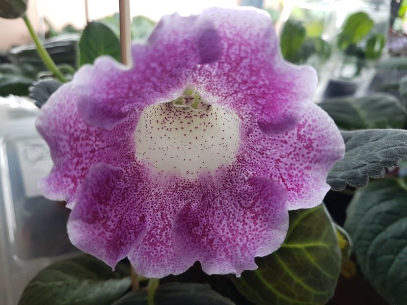 Hibrid - gloxinia 2018