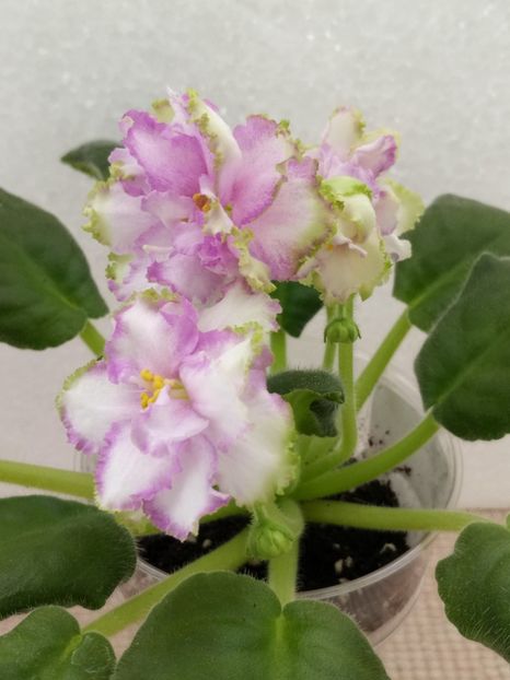 7 apr - ZZ Georgia sport