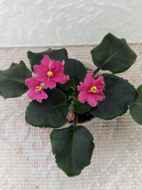 12 apr - ZZ Ian Nariadnaia