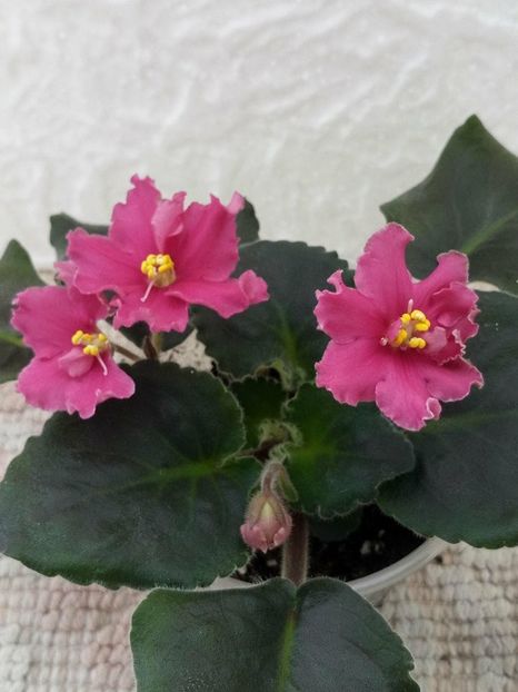 12 apr - ZZ Ian Nariadnaia