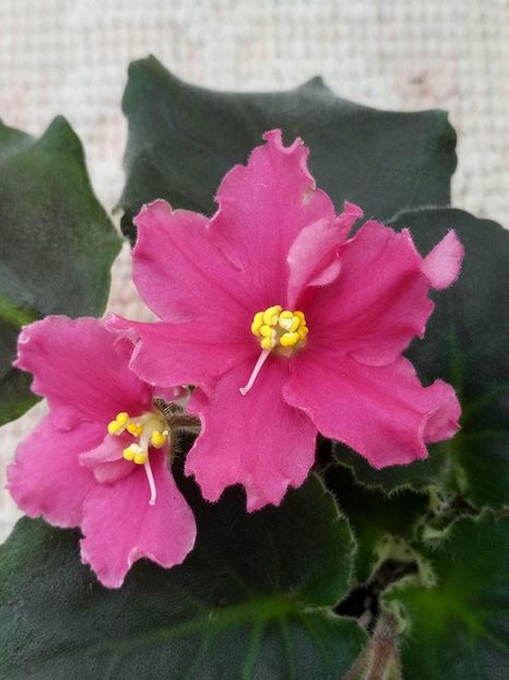 12 apr - ZZ Ian Nariadnaia