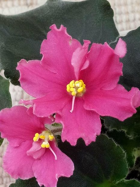 12 apr - ZZ Ian Nariadnaia