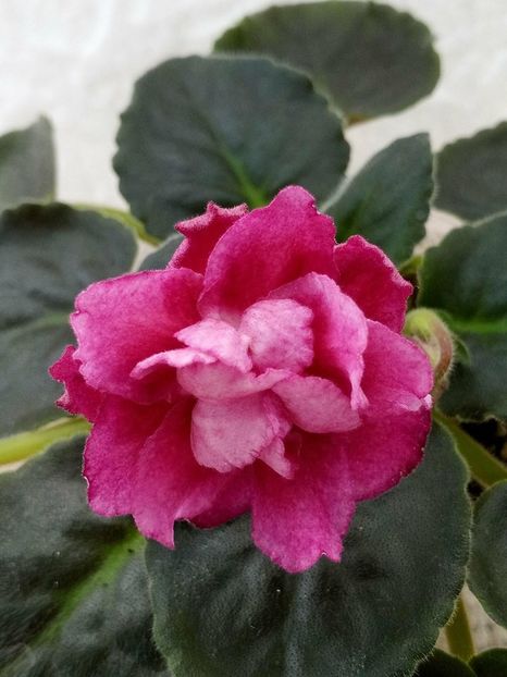 12 apr - ZZ Moroznaja Vishnia -Frosty Cherry