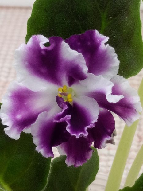 7 apr - ZZ AE Avantiura