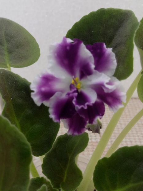 7 apr - ZZ AE Avantiura