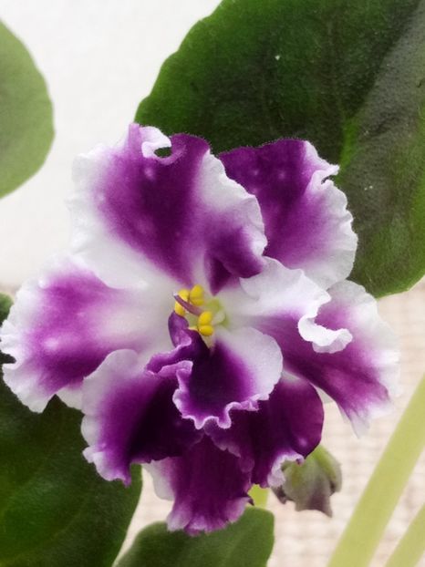 7 apr - ZZ AE Avantiura