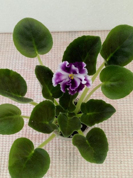 7 apr - ZZ AE Avantiura