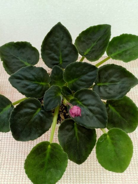 7 apr - ZZ Moroznaja Vishnia -Frosty Cherry