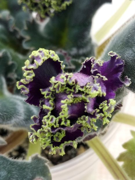 7 apr - Purple Passion Sport