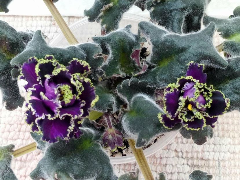 12 apr - Purple Passion Sport