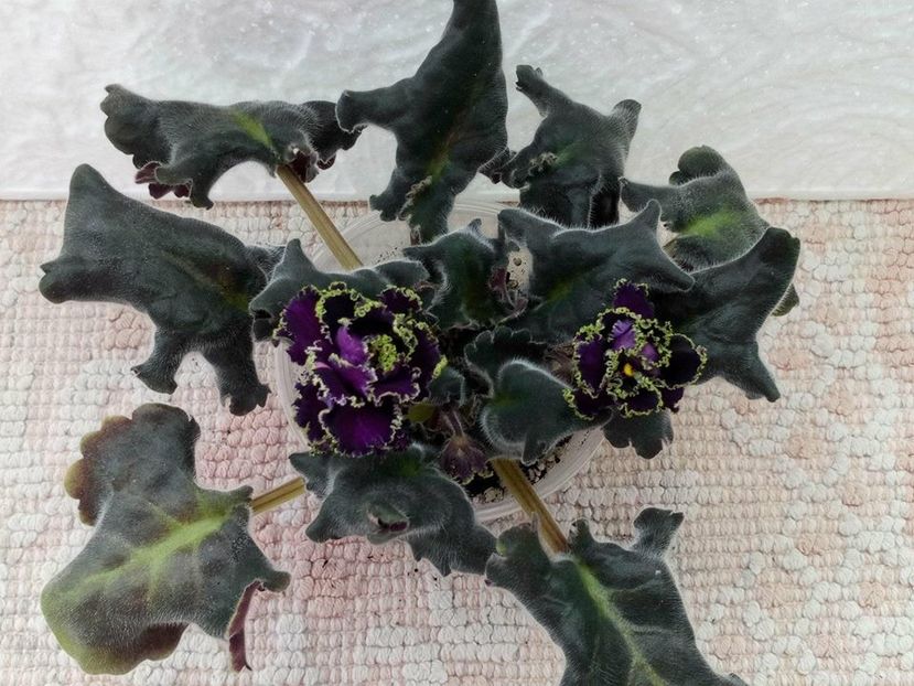 12 apr - Purple Passion Sport