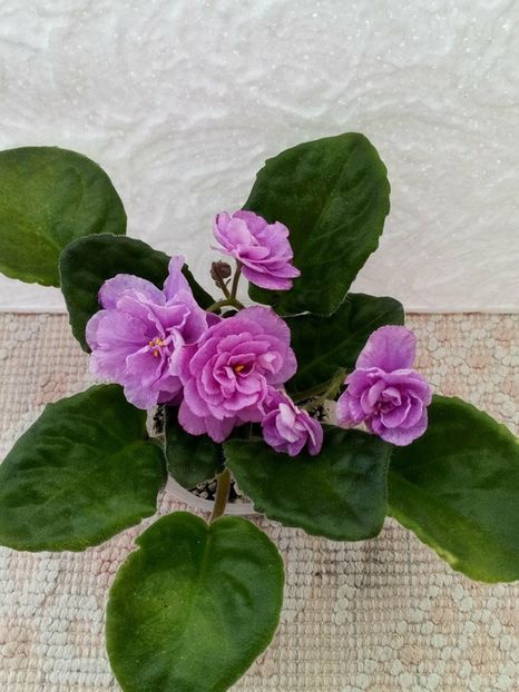 12 apr - ZZ RS Diadema