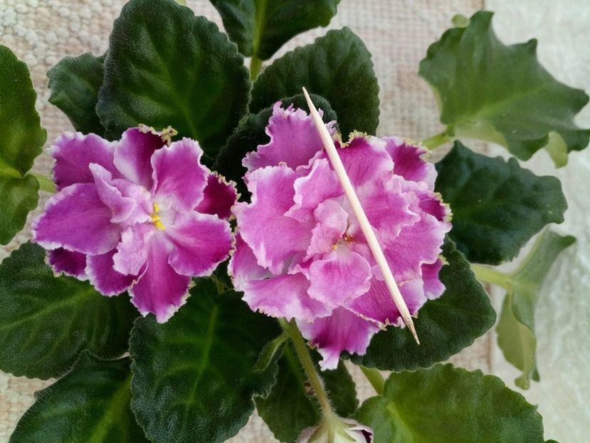 12 apr - ZZ RS Ledianaja Roza- RS Ice Rose