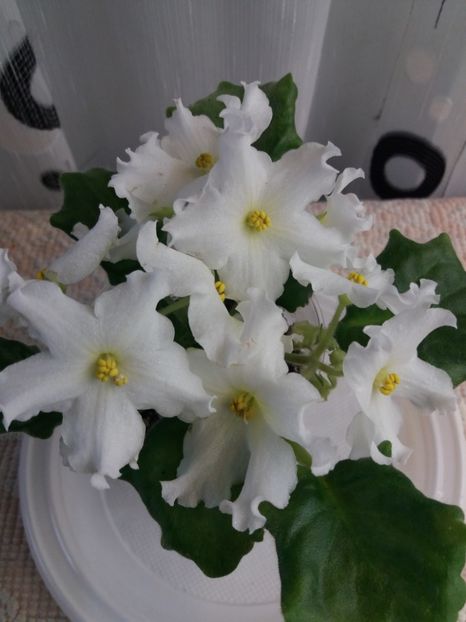 9 apr - Golden Autumn