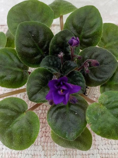 12 apr - ZZ Rob s Denim Demon