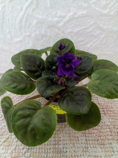 12 apr - ZZ Rob s Denim Demon