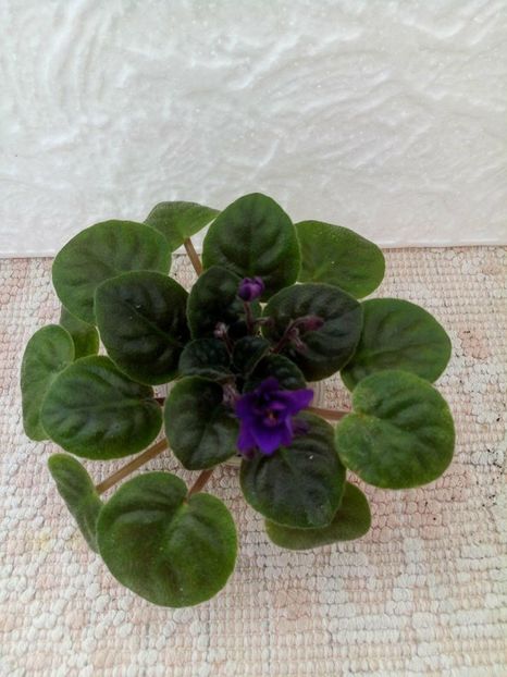 12 apr - ZZ Rob s Denim Demon