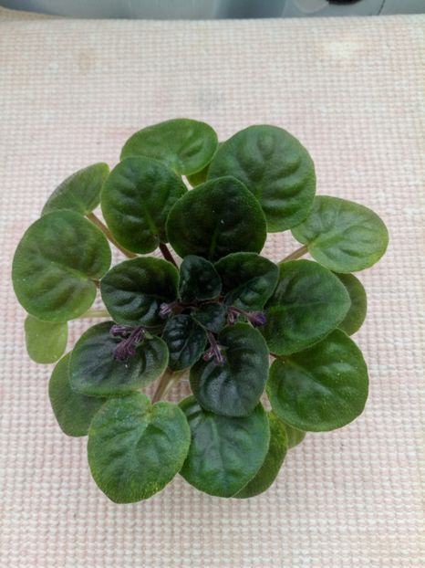 7 apr - ZZ Rob s Denim Demon