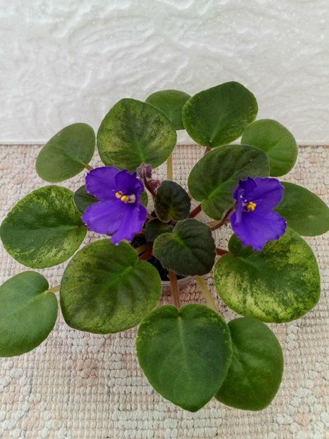 12 apr - ZZ Ethel s Explosion sport