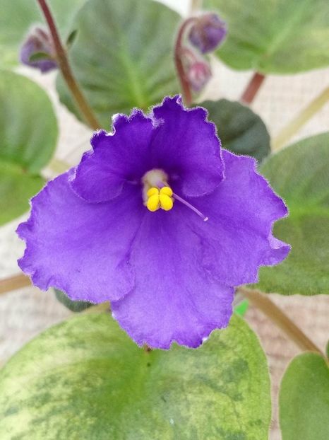 12 apr - ZZ Ethel s Explosion sport